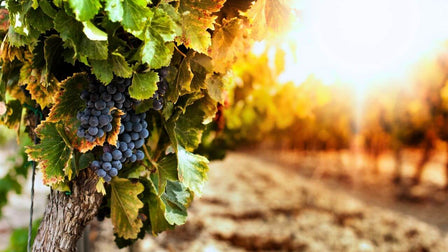 Konsten att välja vin till mat